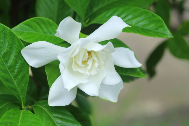 クチナシの育て方!植え替えの時期や施肥・挿し木の方法などを紹介!