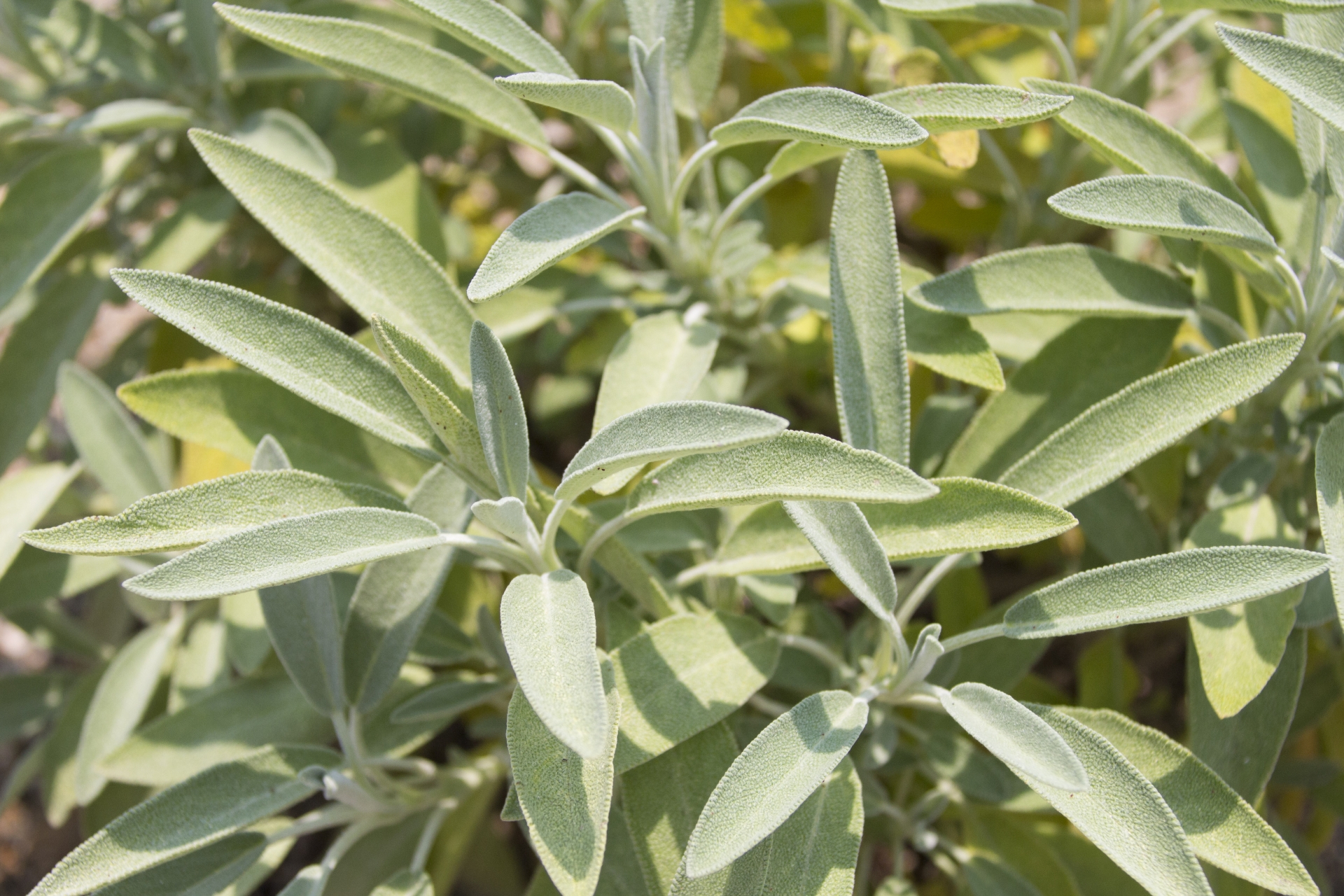 コモンセージの育て方！冬越しの際に気を付けるべきポイントを解説