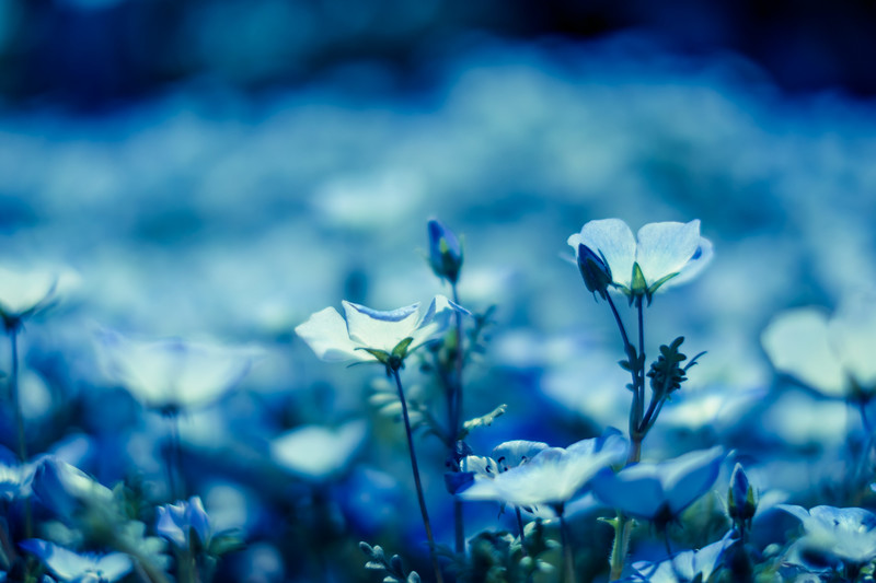 開花期間の長い花40選!宿根草や一年草の中で一番長く咲き続ける花は?