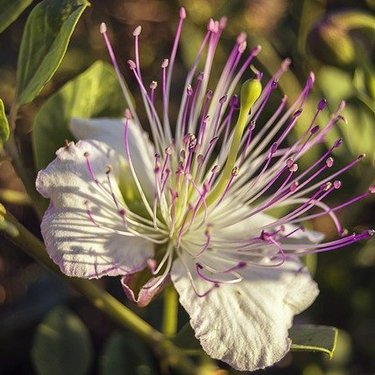 ケッパー（ケーパー）とは？植物としての特徴と食材としての使い方を紹介！