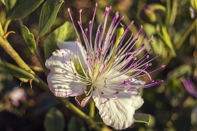 ケッパー(ケーパー)とは?植物としての特徴と食材としての使い方を紹介!のイメージ