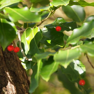 ソヨゴの育て方！鉢植えからの管理方法は？シンボルツリーにもおすすめ？