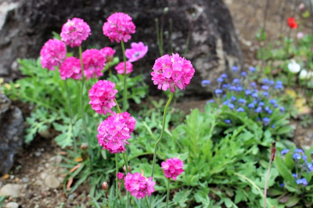 アルメリア（ハマカンザシ）とは？花言葉などの特徴や種類をご紹介！のイメージ