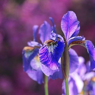 ジャーマンアイリスの育て方！冬の管理や植え替え・株分けのコツを紹介