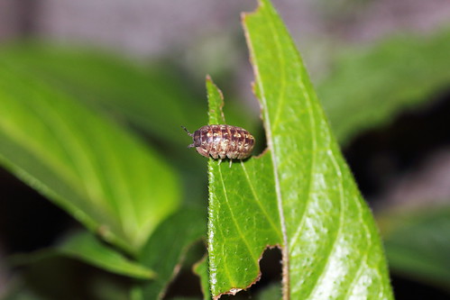 ダンゴムシの駆除方法は?おすすめの駆除剤や無農薬での対策を紹介!