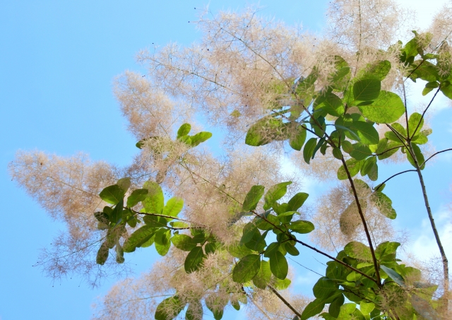 スモークツリーとは？煙の木？名前の由来などの特徴や種類をご紹介！のイメージ