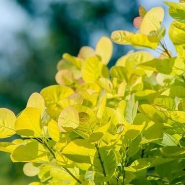 スモークツリーの育て方！剪定方法や鉢植えでの管理のコツをご紹介！