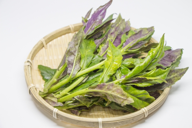 金時草(キンジソウ)とは?野菜としての栽培方法から食べ方まで紹介!