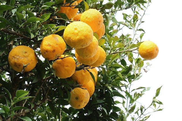 ゆず(柚子)の育て方!肥料・剪定などの手入れの仕方や害虫対策を紹介