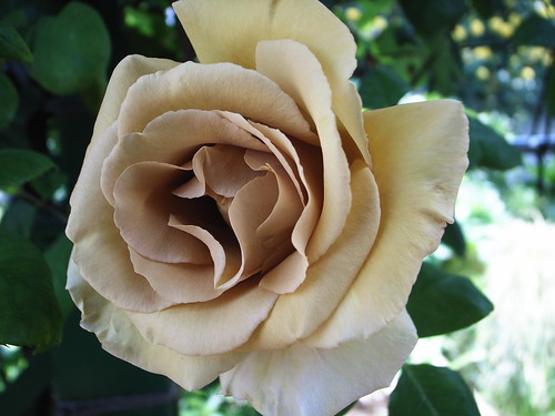 つるバラ「バタースコッチ」の育て方!日陰でも綺麗に咲かせるコツは?