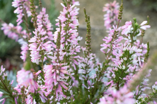 エリカ・レインドロップとは?特徴・環境条件や育て方のコツを紹介!のイメージ