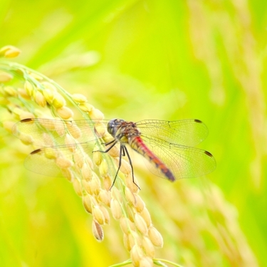 コシヒカリの育て方！種まき・田植えから収穫まで大まかな流れを解説！