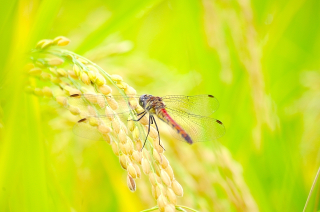 コシヒカリの育て方!種まき・田植えから収穫まで大まかな流れを解説!のイメージ
