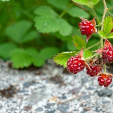 木苺の育て方！植え付け・施肥の時期や収穫量を増やすコツをご紹介！