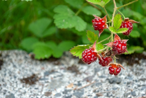 木苺の育て方!植え付け・施肥の時期や収穫量を増やすコツをご紹介!