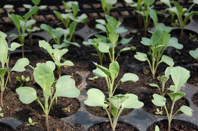 ネキリムシとは?発生時の野菜への被害症状や予防・駆除方法を解説!のイメージ