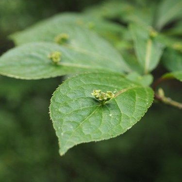 花筏（ハナイカダ）とは？特徴や育て方からおすすめの食べ方まで紹介！