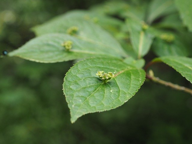 花筏(ハナイカダ)とは?特徴や育て方からおすすめの食べ方まで紹介!