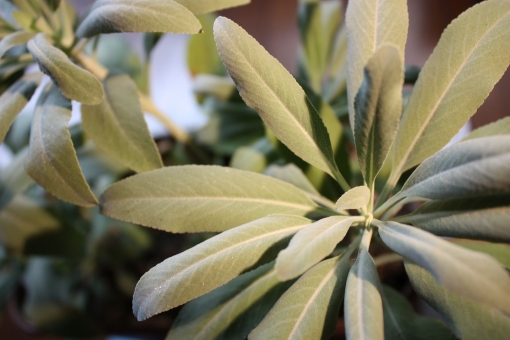 ホワイトセージの育て方!剪定の仕方や挿し木での増やし方を紹介!