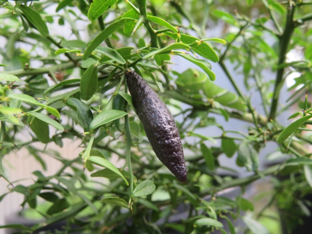 フィンガーライムとは?育て方や味の特徴、おすすめの食べ方を紹介!のイメージ