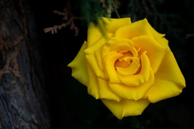 ファースト・インプレッションの育て方!保温や肥料の与え方など解説