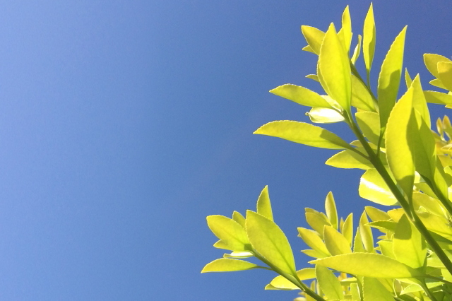 アゴニス・ライムグリーンとは?冬場の管理や植え替えの仕方を紹介!