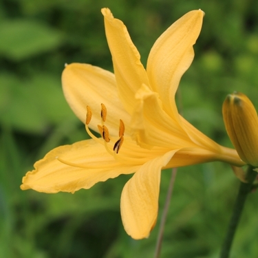 ニッコウキスゲとは？花の特徴や開花時期・名所を紹介！家でも育てられる？