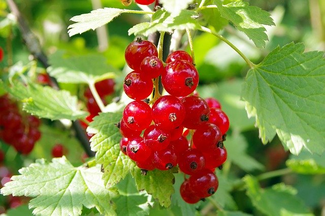 スグリってどんな植物?赤や白の実の種類や特徴と上手な食べ方を紹介!