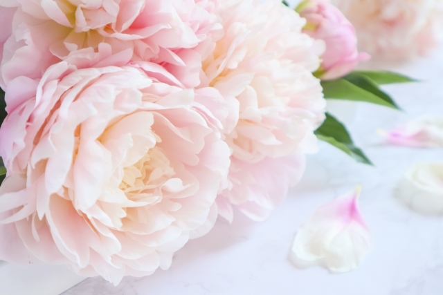 ピオニーとは?香水にも活用される花の香りや花言葉などの特徴を紹介!のイメージ