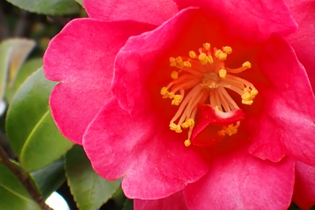 寒椿（カンツバキ）とは？花言葉などの特徴や育て方を紹介！椿との違いは？