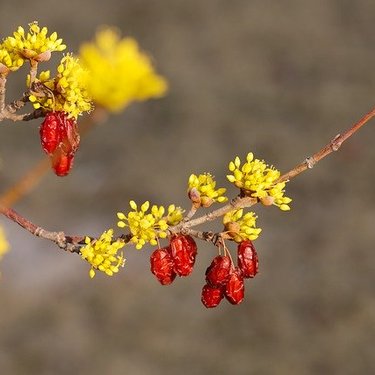 サンシュユ（山茱萸）とは？葉や実の特徴から育て方や食べ方までご紹介！