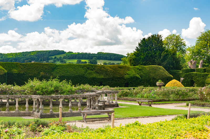 ダイカンドラとは?グランドカバーとしての適性や管理方法をご紹介!