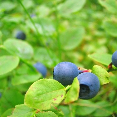 ビルベリーとは？植物としての特徴やサプリとしての効果・評判を紹介！