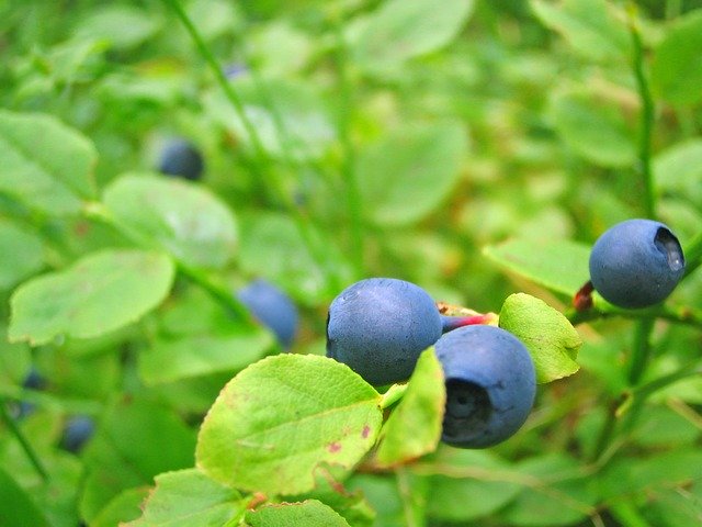 ビルベリーとは?植物としての特徴やサプリとしての効果・評判を紹介!のイメージ