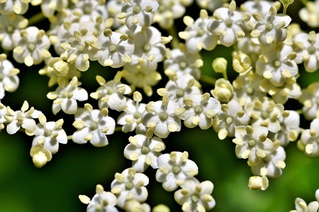 ニワトコとは?接骨木といわれる由来や庭木としての育て方を紹介!