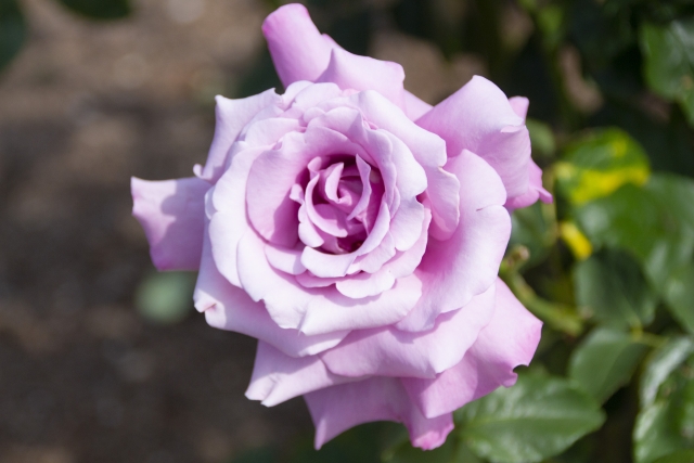 シャルルドゴールの育て方!元肥・追肥の与え方や剪定の仕方を紹介!