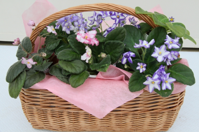 セントポーリアとは?室内できれいに花を咲かせる管理のポイントを解説