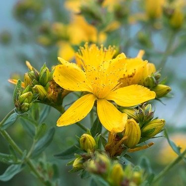 セイヨウオトギリソウの育て方！植え付けや夏・冬場の管理方法を紹介