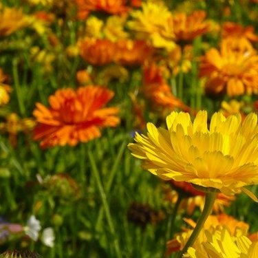 マリーゴールドの品種一覧！学名・花びらの特徴・開花時期などを紹介