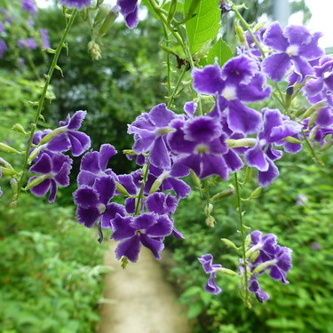 デュランタとは？品種や学名・開花時期・花言葉などの特徴をご紹介！