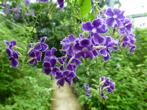 デュランタとは?品種や学名・開花時期・花言葉などの特徴をご紹介!