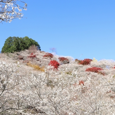 四季桜とは？春・秋と二季咲きの桜の特徴や名所、管理の仕方を紹介！