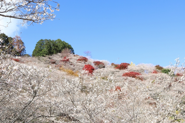 四季桜とは?春・秋と二季咲きの桜の特徴や名所、管理の仕方を紹介!