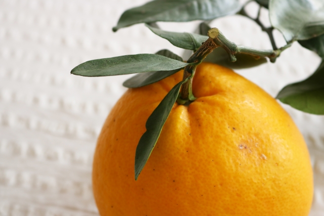 河内晩柑（カワチバンカン）の育て方！肥料の与え方や剪定方法を紹介！