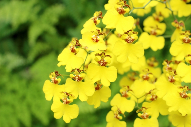 オンシジュームの植え替え！バルブってどの部分？失敗しない手順を解説のイメージ