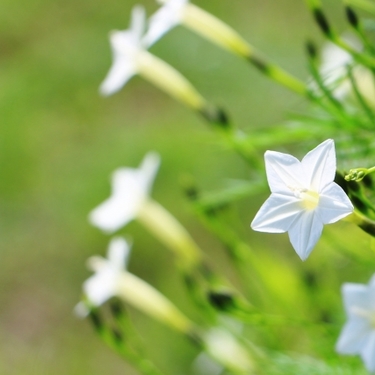 7月20日の誕生花とは？特徴や育て方・誕生石に記念日もご紹介！