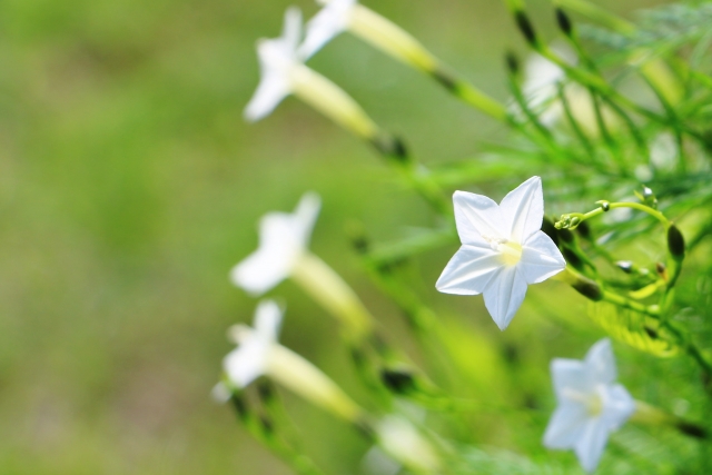 7月20日の誕生花とは?特徴や育て方・誕生石に記念日もご紹介!