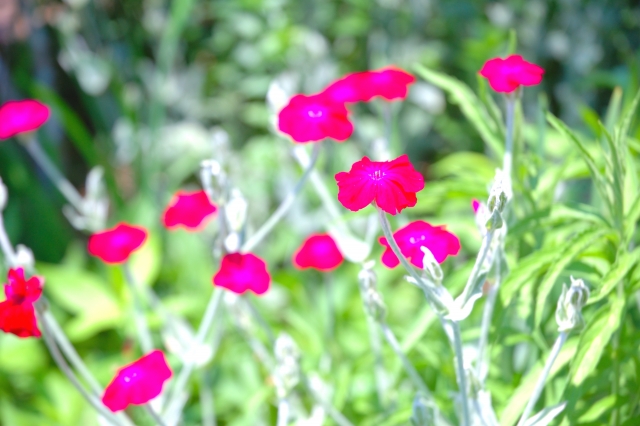 7月25日の誕生花をご紹介!特徴・育て方に記念日や誕生石も!