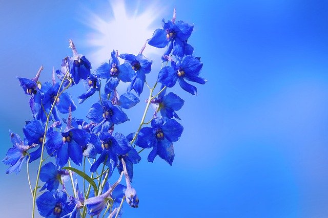 7月26日の誕生花?特徴・育て方や誕生石にゆかりの有名人もご紹介!