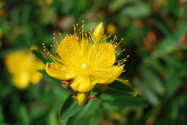 7月31日の誕生花は?特徴・育て方や誕生石に記念日もご紹介!